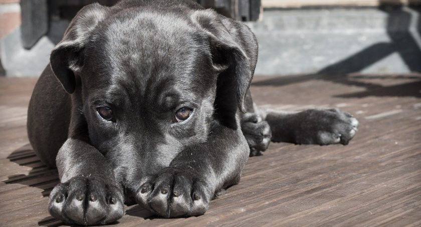 Nadchodzą ekstremalne temperatury - zadbajmy o bezpieczeństwo naszych pupili