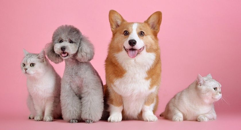 Uber Pets umożliwia przejazdy ze zwierzętami