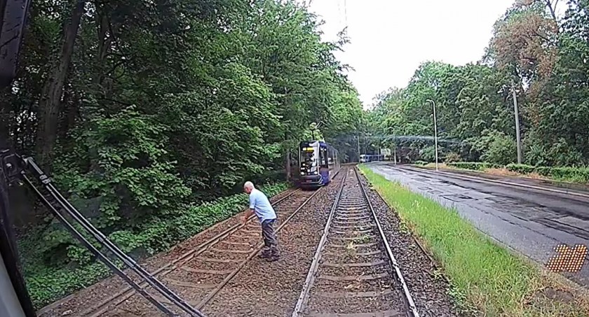 Na ratunek mamie kaczce i słodkim kaczątkom. Bohaterska postawa motorniczego MPK na al. Różyckiego. Zobacz film z tej niecodziennej akcji