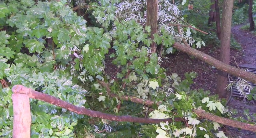 Zmarła kobieta przygnieciona przez gałąź