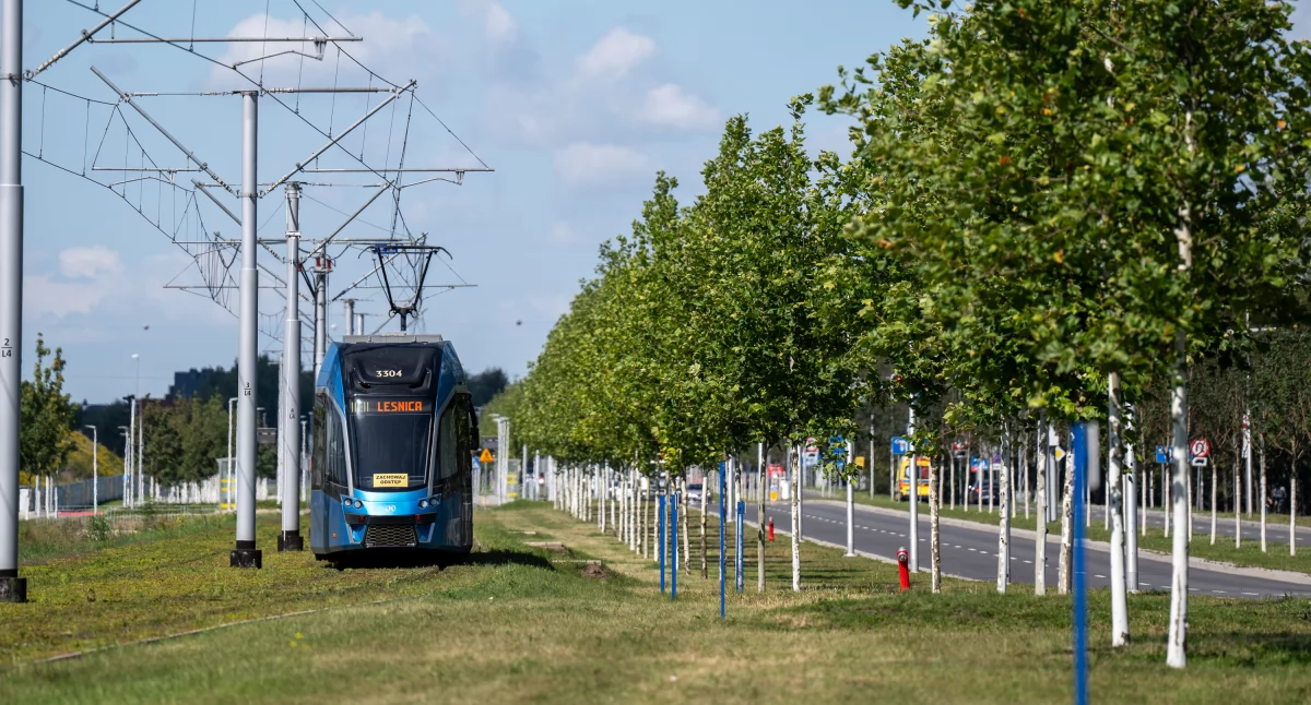 24wroclaw, Kolejne drzewa zazielenią arterie komunikacyjne! - zdjęcie, fotografia