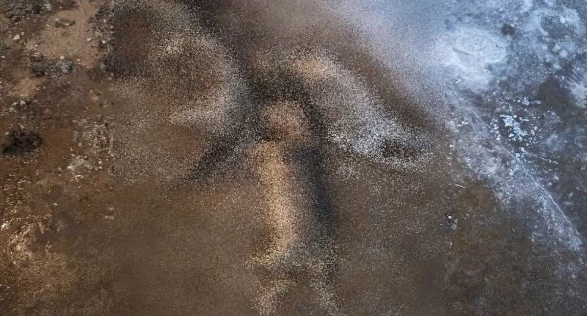 Interwencje, Mieszkaniec Krośnic „pozbył się” kociąt okrutny sposób - zdjęcie, fotografia