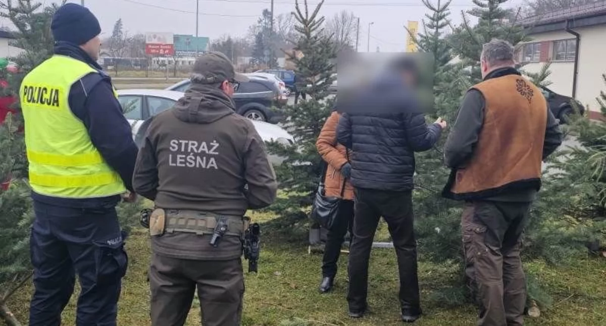 24wroclaw, Wspólne działania policjantów strażą leśną Pamiętajmy choinka tylko legalnego źródła! - zdjęcie, fotografia