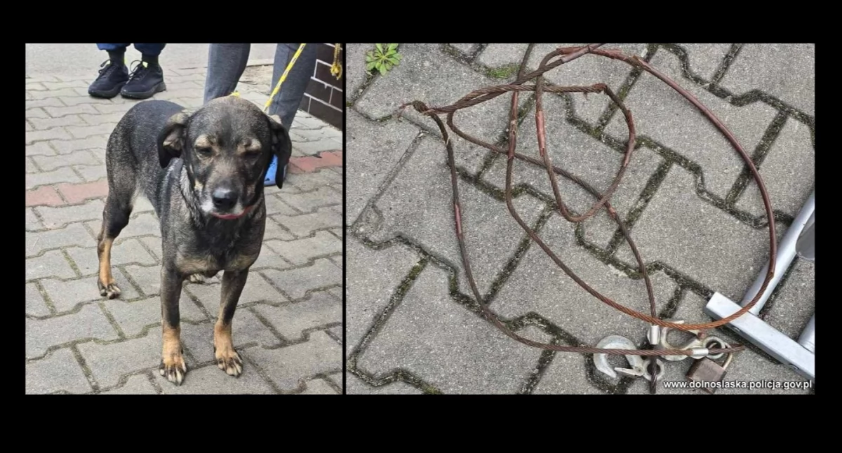 Interwencje, Przywiązał małego stalową linką koła poszedł pracy Teraz grozi pozbawienia wolności - zdjęcie, fotografia