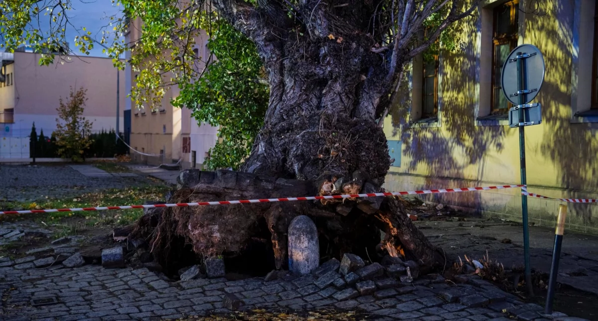 Silny wiatr powalił drzewo na budynek przy ul. Tęczowej. Dojazd zablokowały zaparkowane auta
