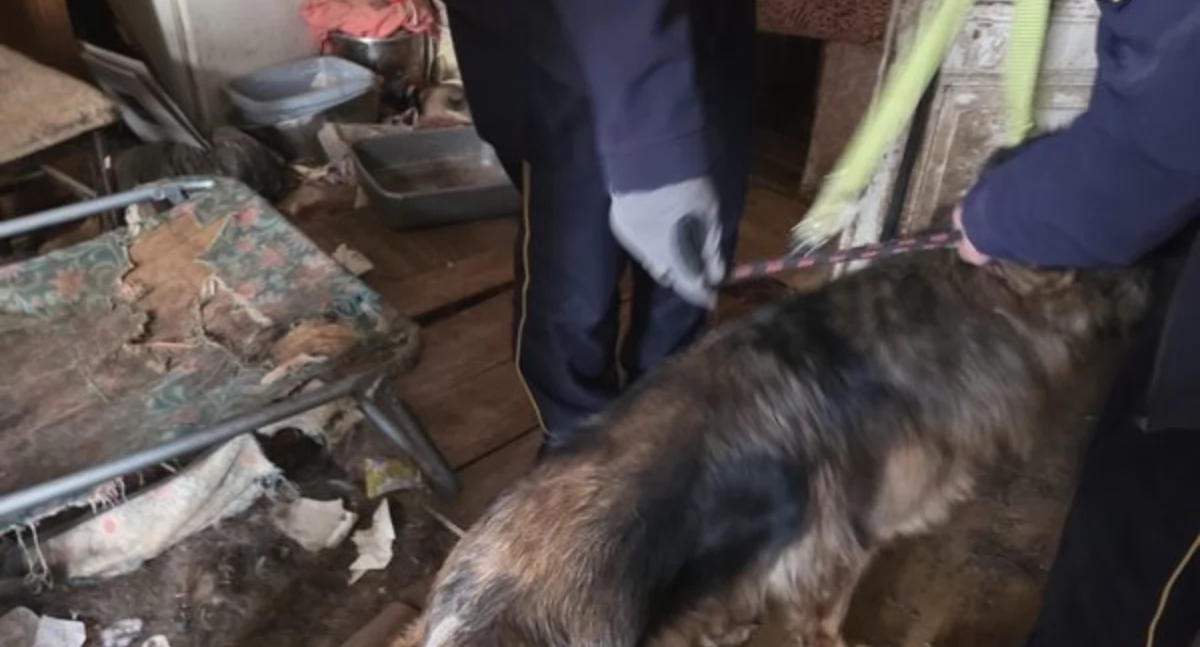 Dwa owczarki niemieckie uratowane z piekła. Szybka interwencja wrocławskich policjantów