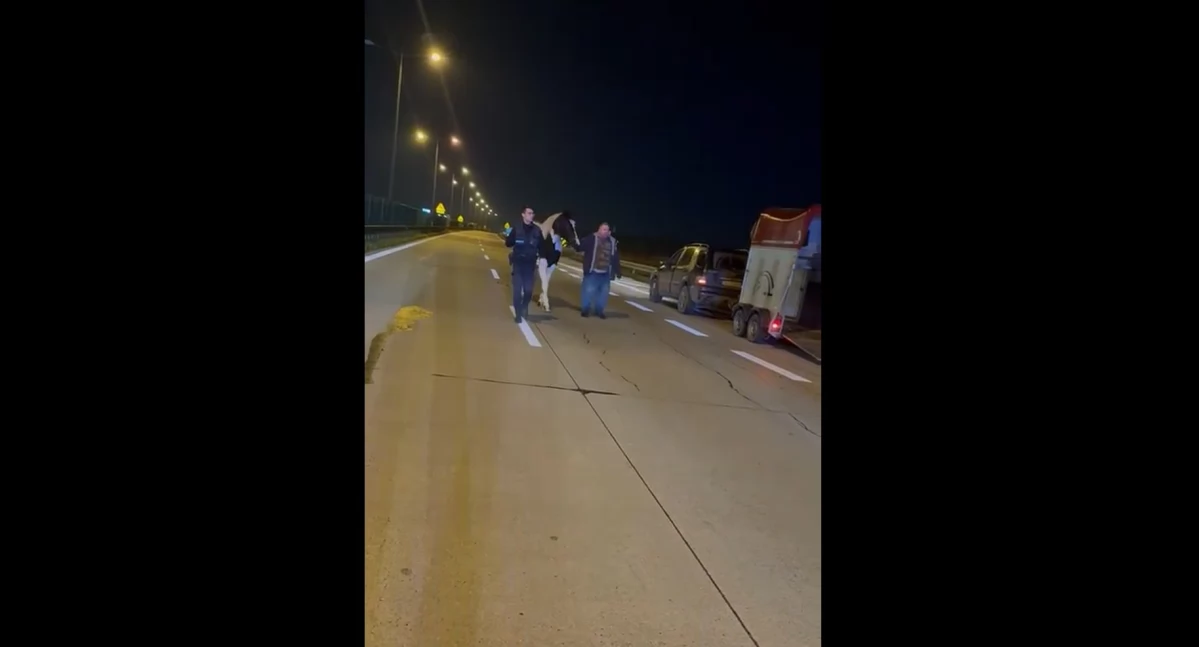 Koń uciekinier zatrzymany na A4. Nocna wędrówka autostradą w okolicach węzła Krzywa. FILM