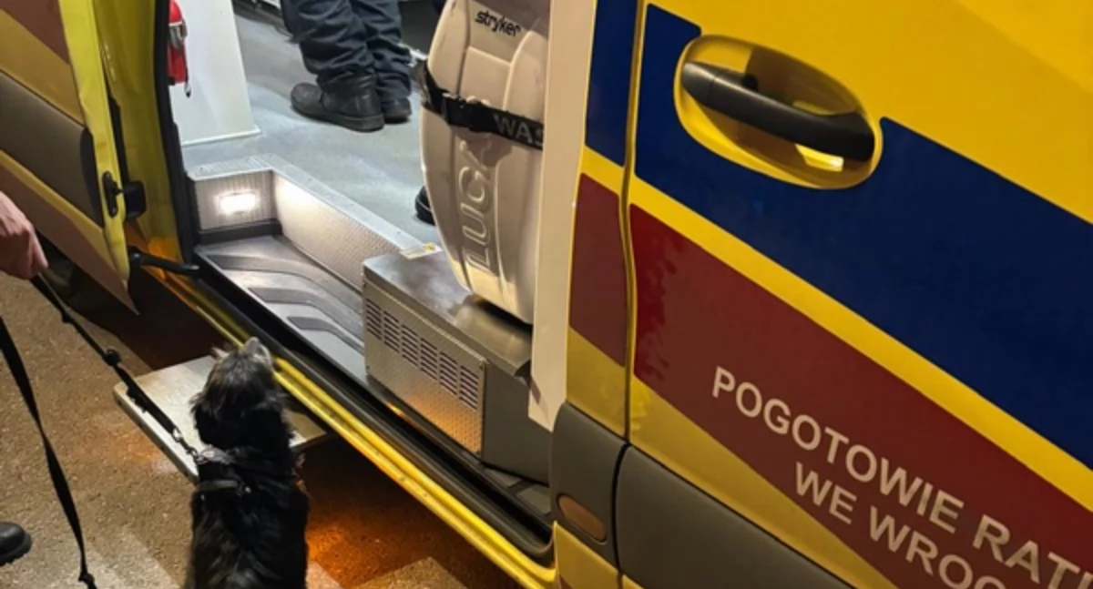 WROCŁAW. Niezwykła i wzruszająca historia o psim oddaniu. Suczka uratowała swojego 71-letniego opiekuna z demencją