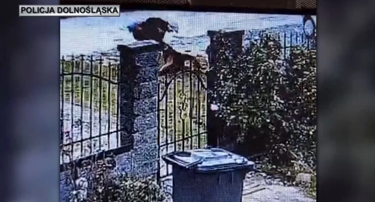 Koszmar psa trwał tygodniami. Brutalne nagranie pogrążyło 35-letniego oprawcę