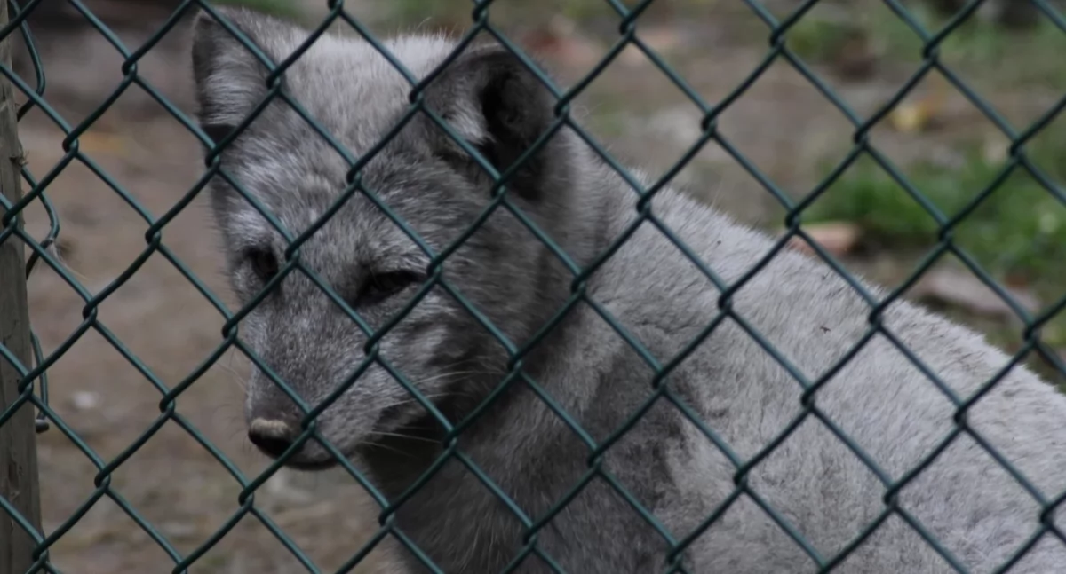 Polska kończy z hodowlą zwierząt na futra. Ustawa podpisana, ruszają odszkodowania dla hodowców. Dolny Śląsk zamknie 10 ferm