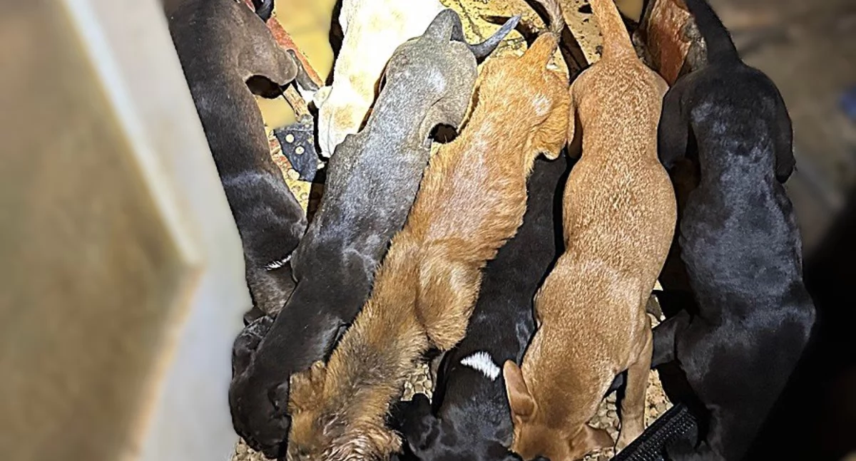 Interwencje, Dziewięć istnień uratowanych koszmaru Przerażająca interwencja policji Wrocławiu - zdjęcie, fotografia