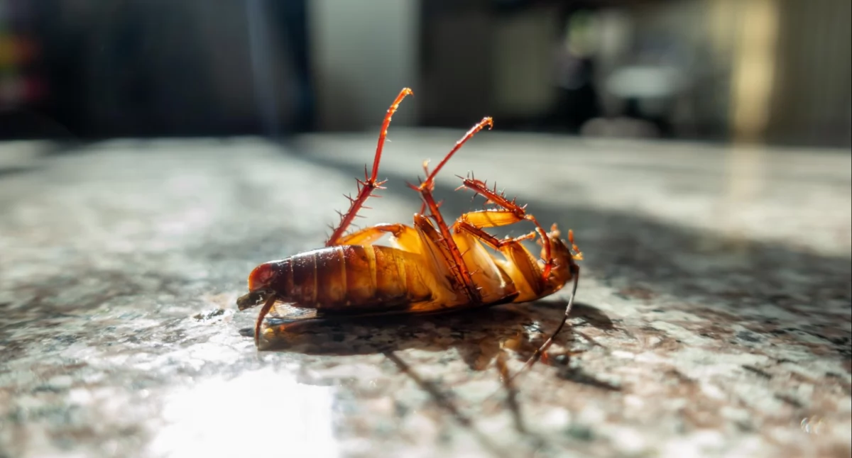 24wroclaw, Małe robaczki mogą - zdjęcie, fotografia