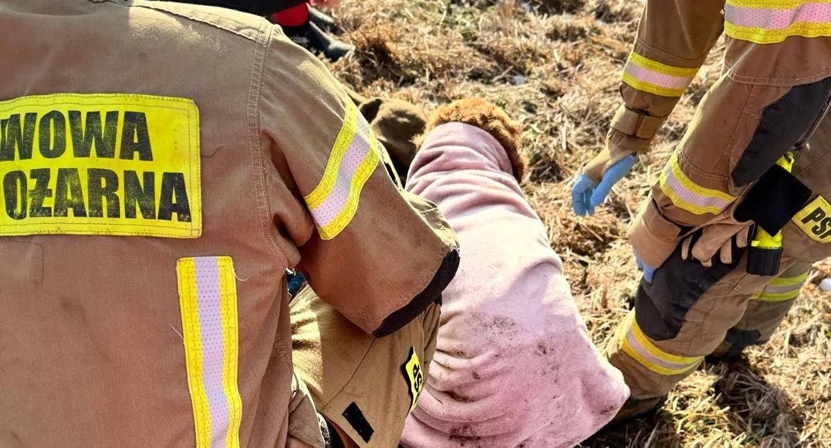 Interwencje, Dramatyczna akcja ratunkowa rejonie Mostu Brodzkiego wpadł właścicielka ruszyła pomoc - zdjęcie, fotografia