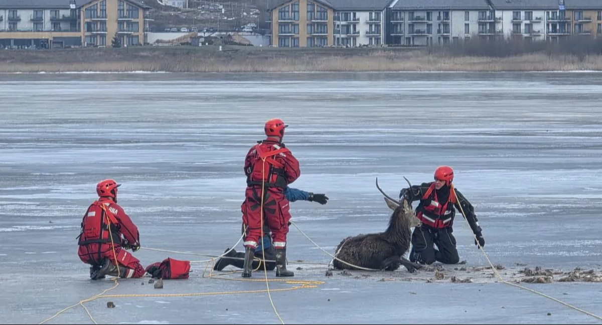 Interwencje, Ranny jeleń uratowany zamarzniętego zbiornika Sosnówka Profesjonalna akcja strażaków - zdjęcie, fotografia