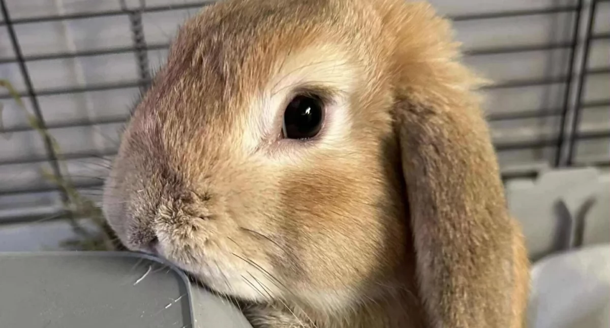 24wroclaw, Filifionka Kacperek spółka czekają Adoptuj królika zmień życie - zdjęcie, fotografia