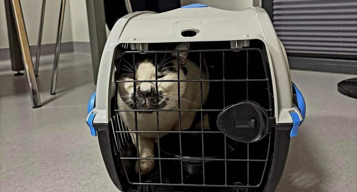 Interwencje, Pozostawiony jedzenia opieki Interwencja służb Domaniowie - zdjęcie, fotografia