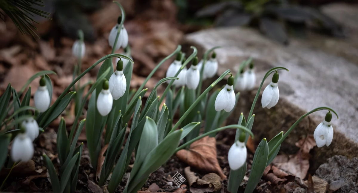 24wroclaw, Zimowy Weekend Arboretum Wojsławice Jedyna okazja zobaczyć ogród zimą - zdjęcie, fotografia