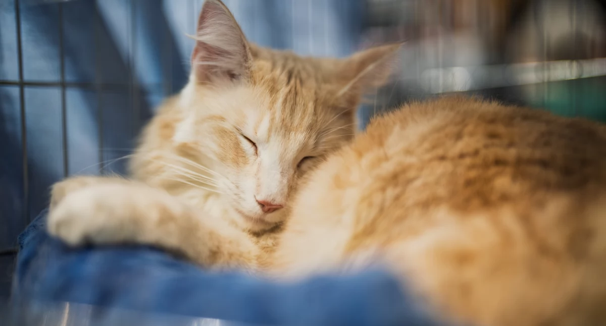 24wroclaw, Wrocław przeznacza rekordowe środki czipowanie kastrację psów kotów Bezpieczeństwo zwierząt priorytetem miasta - zdjęcie, fotografia