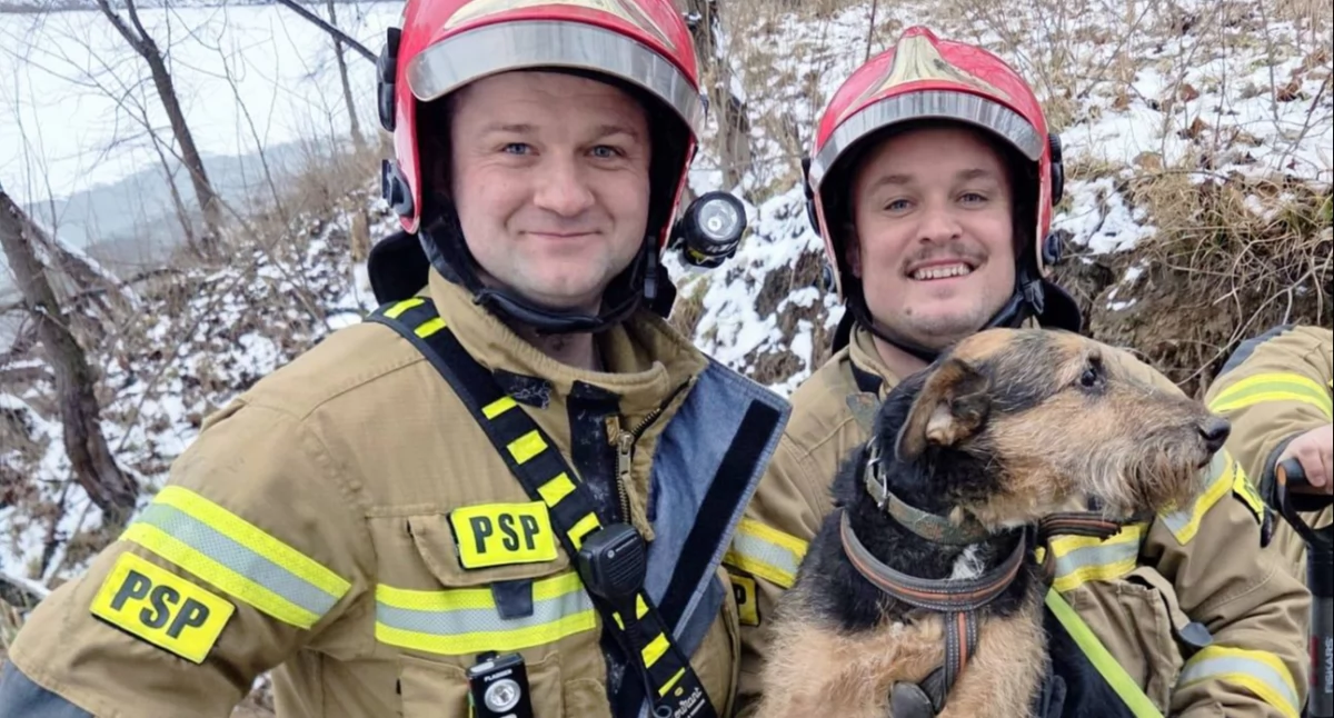 Interwencje, utknął norze Odrą Strażacy Wrocławia ruszyli ratunek - zdjęcie, fotografia