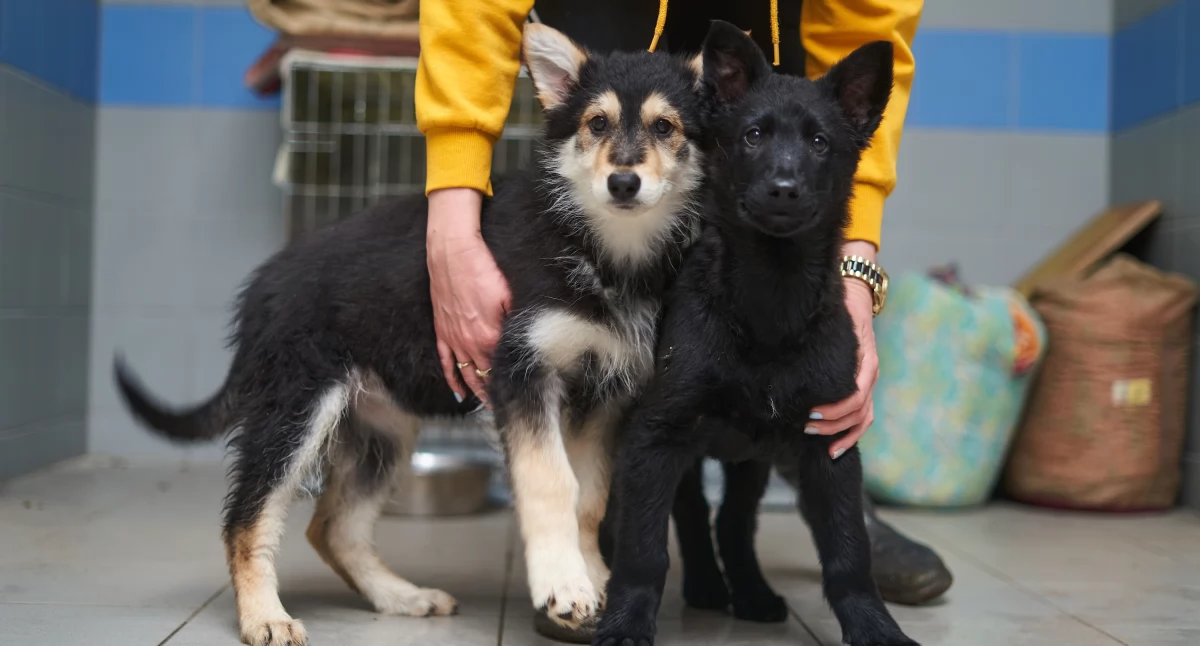 24wroclaw, Wrocław zwiększa wsparcie bezdomnych zwierząt Rekordowe opiekę profilaktykę - zdjęcie, fotografia