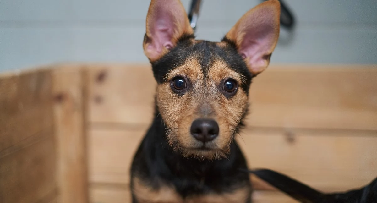 24wroclaw, Wrocław finansuje darmową kastrację czipowanie psów kotów nabór - zdjęcie, fotografia