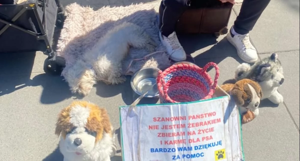Interwencje, Dramatyczna interwencja wrocławskim centrum handlowym Ciężko chora suczka wykorzystywana żebractwa - zdjęcie, fotografia