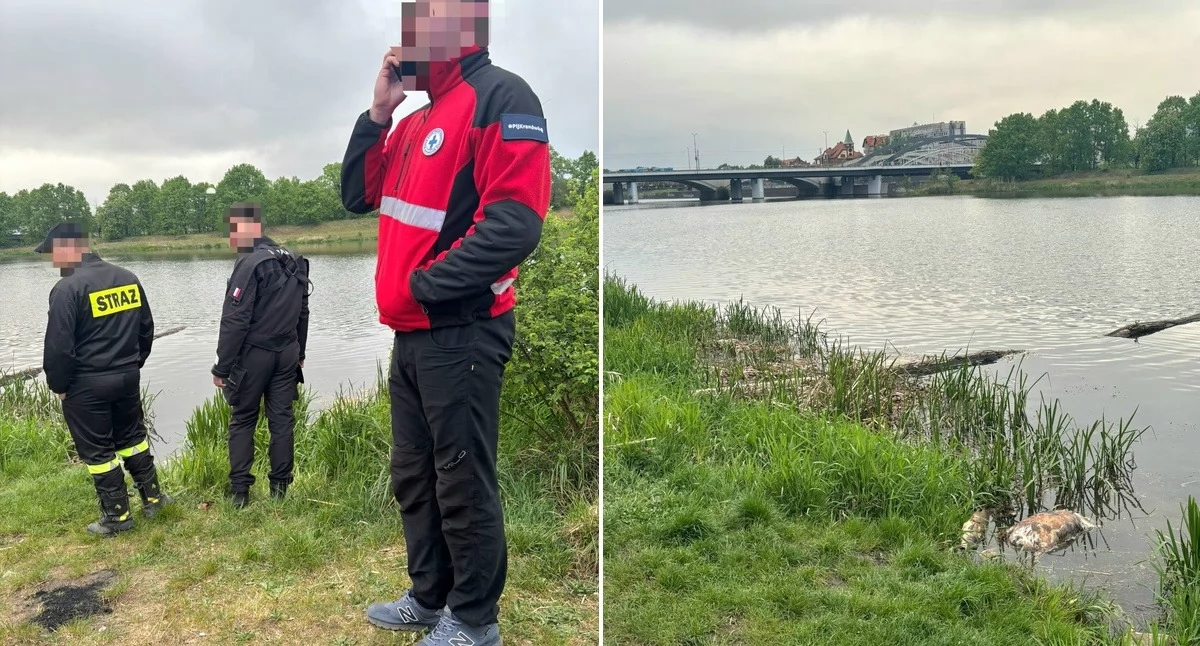 Dolnośląskie WOPR, Wodna Służba Ratownicza