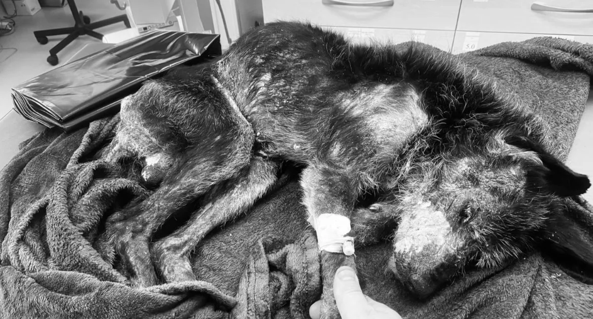 Interwencje, Dramatyczny finał sprawy Herkulesa Fundacja pełnomocnik zapowiadają dalsze kroki prawne - zdjęcie, fotografia