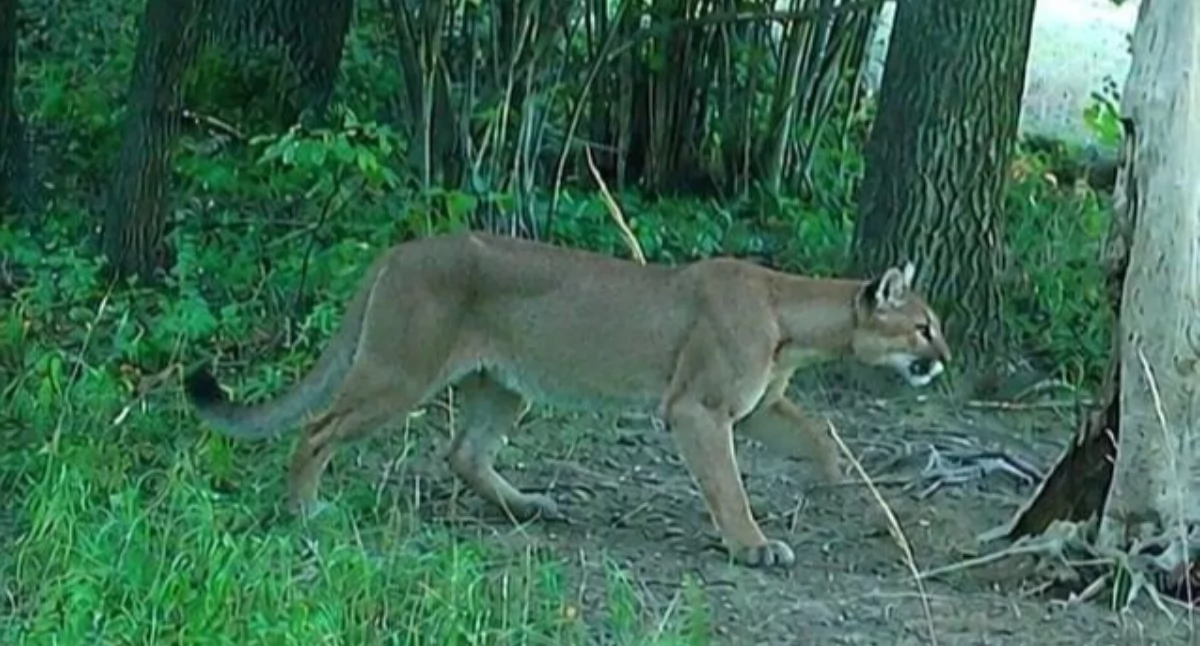 To nie fejk! Puma pod Świdnicą uchwycona na fotopułapce. Leśnicy ostrzegają