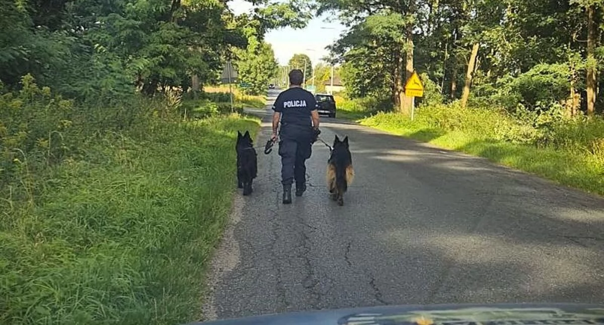 Uciekły z domu i przeszły blisko 20 kilometrów. Wyczerpane owczarki znalazły pomoc