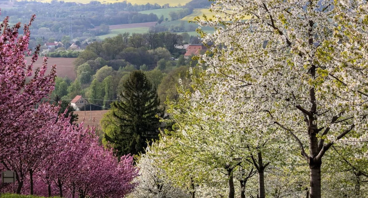 Arboretum Wojsławice walczy o tytuł Cudu Polski 2026. Ogród na Dolnym Śląsku potrzebuje głosów