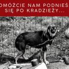 zdjęcie nr 9