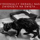 zdjęcie nr 10