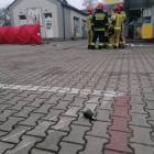 zdjęcie nr 7