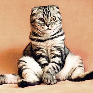 Zwierzęta wrocław, adopcja zwierząt wrocław, usługi dla zwierząt wrocław | 24wroclaw.pl