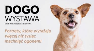 Dogowystawa w Sky Tower - specjalna akcja pomocy bezdomnych zwierzętom