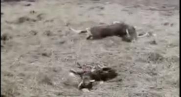 Wilki zaatakowały i zagryzły zwierzęta hodowlane. Uwaga, drastyczny film