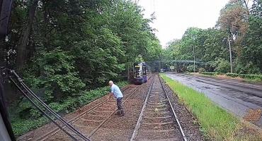 Na ratunek mamie kaczce i słodkim kaczątkom. Bohaterska postawa motorniczego MPK na al. Różyckiego. Zobacz film z tej niecodziennej akcji