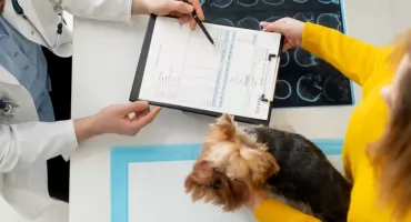 TOP 5 usług, jakie oferuje przychodnia weterynaryjna MED-VET
