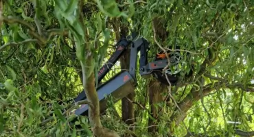 Nastolatkowie ukradli hulajnogi. Jedną z nich ukryli na drzewie