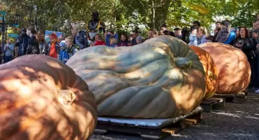 Dyniowe szaleństwo w Ogrodzie Botanicznym XXII Festiwal Dyni przyciągnął tłumy