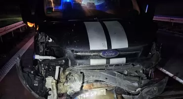 Dwa busy uderzyły w stado dzików na A4. 9 zwierząt nie przeżyło