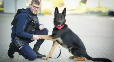 Funkcjonariusz na czterech łapach z wyjątkową misją. Oto Niko. Psi dawca krwi