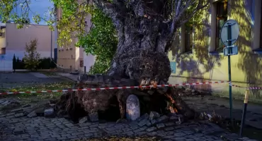 Silny wiatr powalił drzewo na budynek przy ul. Tęczowej. Dojazd zablokowały zaparkowane auta