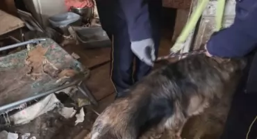 Dwa owczarki niemieckie uratowane z piekła. Szybka interwencja wrocławskich policjantów