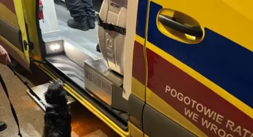 WROCŁAW. Niezwykła i wzruszająca historia o psim oddaniu. Suczka uratowała swojego 71-letniego opiekuna z demencją