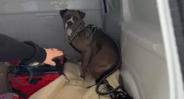 Wrocław.33-latek usłyszał zarzuty po ataku agresywnego psa. Amstaff wydostał się z posesji i zaatakował spacerujących