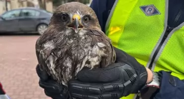 Kłodzka drogówka w nietypowej misji. Myszołów uratowany dzięki szybkiej akcji