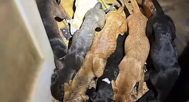 Dziewięć istnień uratowanych z koszmaru. Przerażająca interwencja policji we Wrocławiu