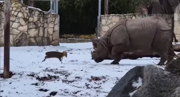 Z Wrocławia na cały świat. Film z małym mundżakiem i nosorożcem podbija internet